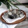 Tourmalated Quartz Tourmalated Quartz—polished stones with black streaks—rests on a wooden tray over a white cloth on rustic wood, with green plant leaves arching above.