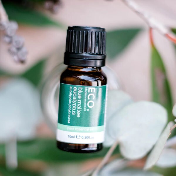 A 10ml Blue Mallee Eucalyptus Pure Essential Oil bottle sits on green and white eucalyptus leaves with a blurred natural background.